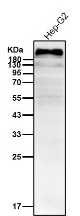 TP53BP1 Ab