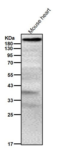 TP53BP1 Ab