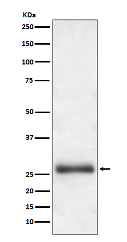 ATG10 Ab