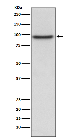 Prospero homeobox protein 1 Ab