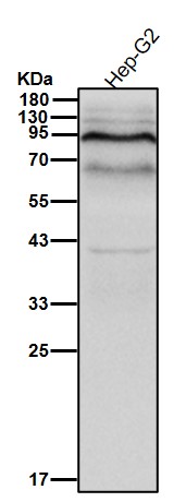 Prospero homeobox protein 1 Ab