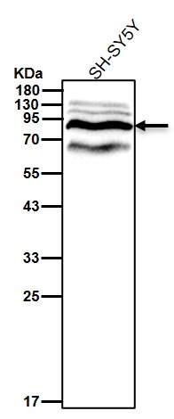 Prospero homeobox protein 1 Ab