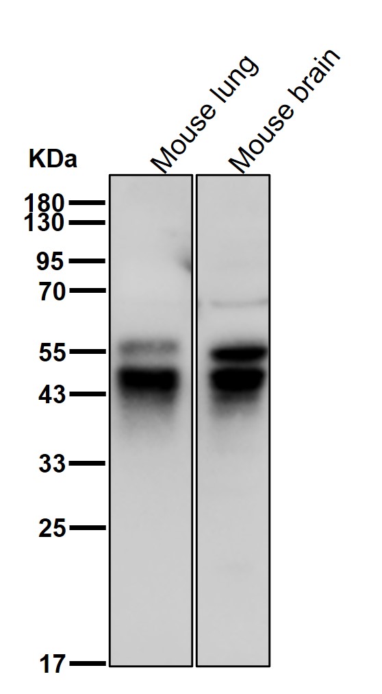 IKK gamma Ab