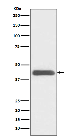 GATA1 Ab