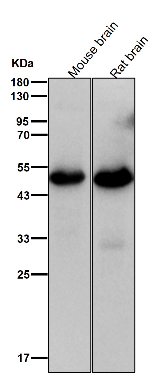 GATA1 Ab