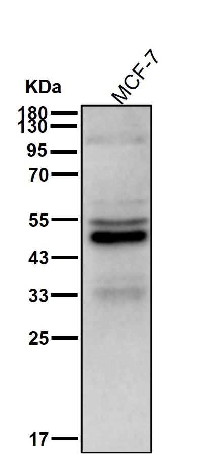 GATA1 Ab