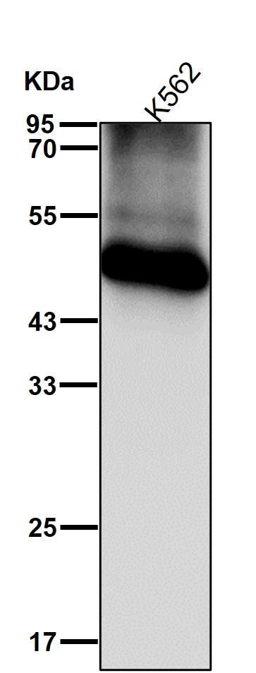 GATA1 Ab