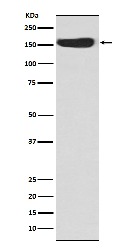 CD163 Ab