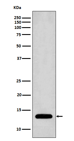 Profilin 1 Ab