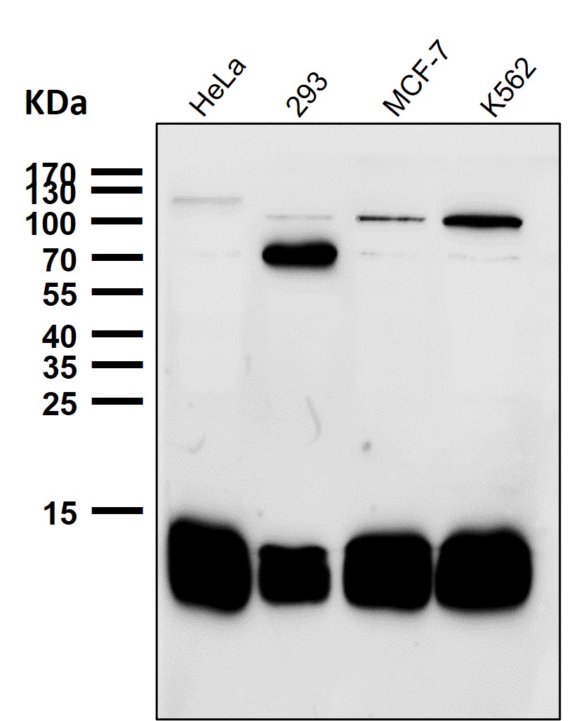 Profilin 1 Ab