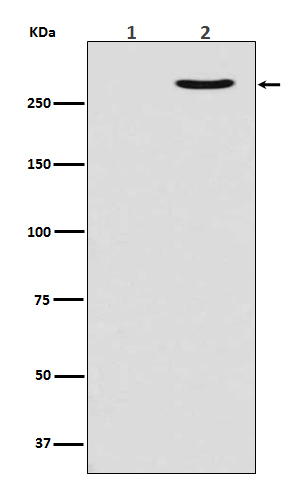 p-POLR2A (S2) Ab