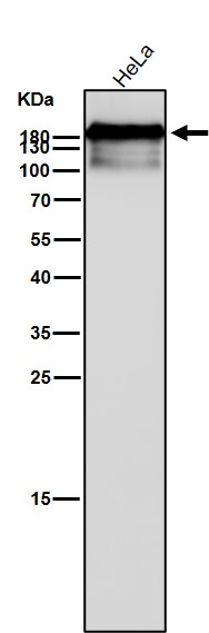 p-POLR2A (S2) Ab