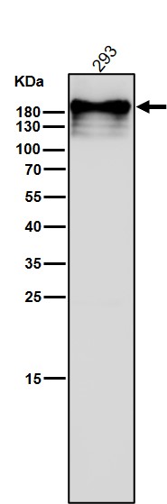 p-POLR2A (S2) Ab