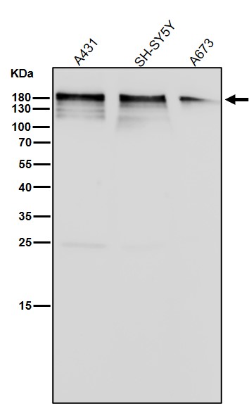 p-POLR2A (S2) Ab