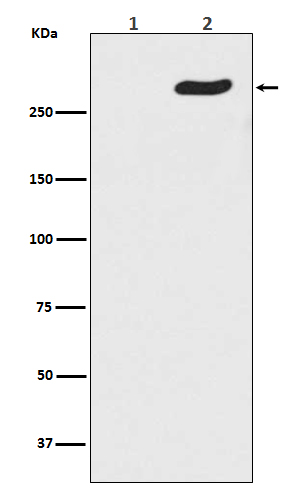 p-POLR2A (S5) Ab