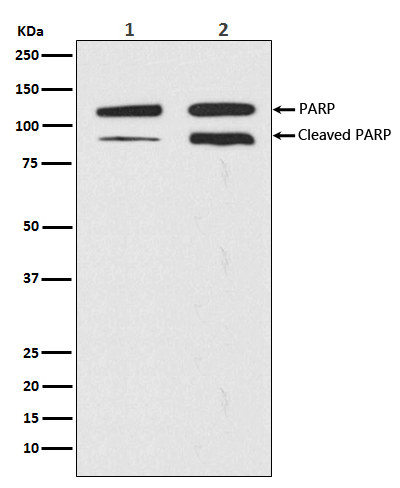 PARP 1 Ab