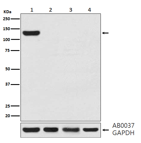 CRISPR Cas9 SA Ab