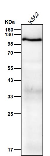 NFAT2 Ab