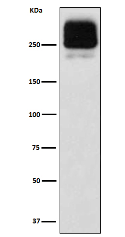 ABCC2 Ab