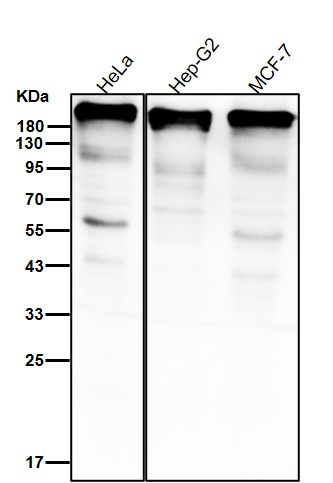 ABCC2 Ab