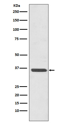 Annexin A2 Ab