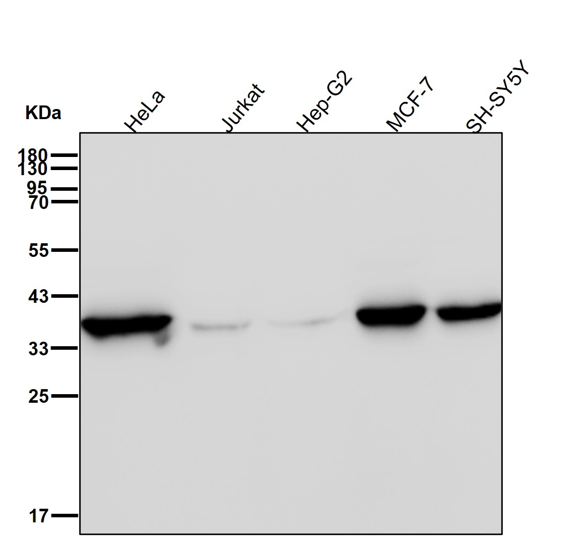 Annexin A2 Ab