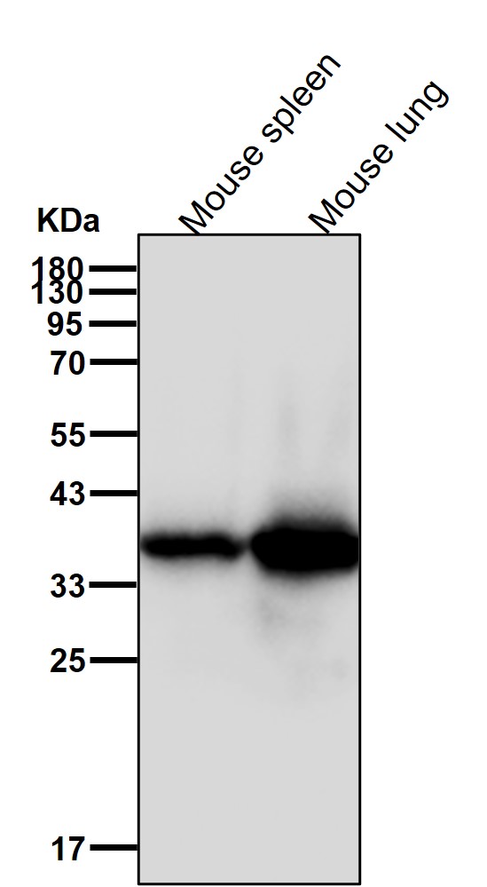 Annexin A2 Ab