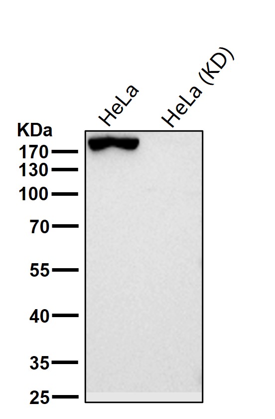 Clathrin heavy chain 1 Ab