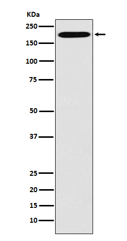 Clathrin heavy chain 1 Ab