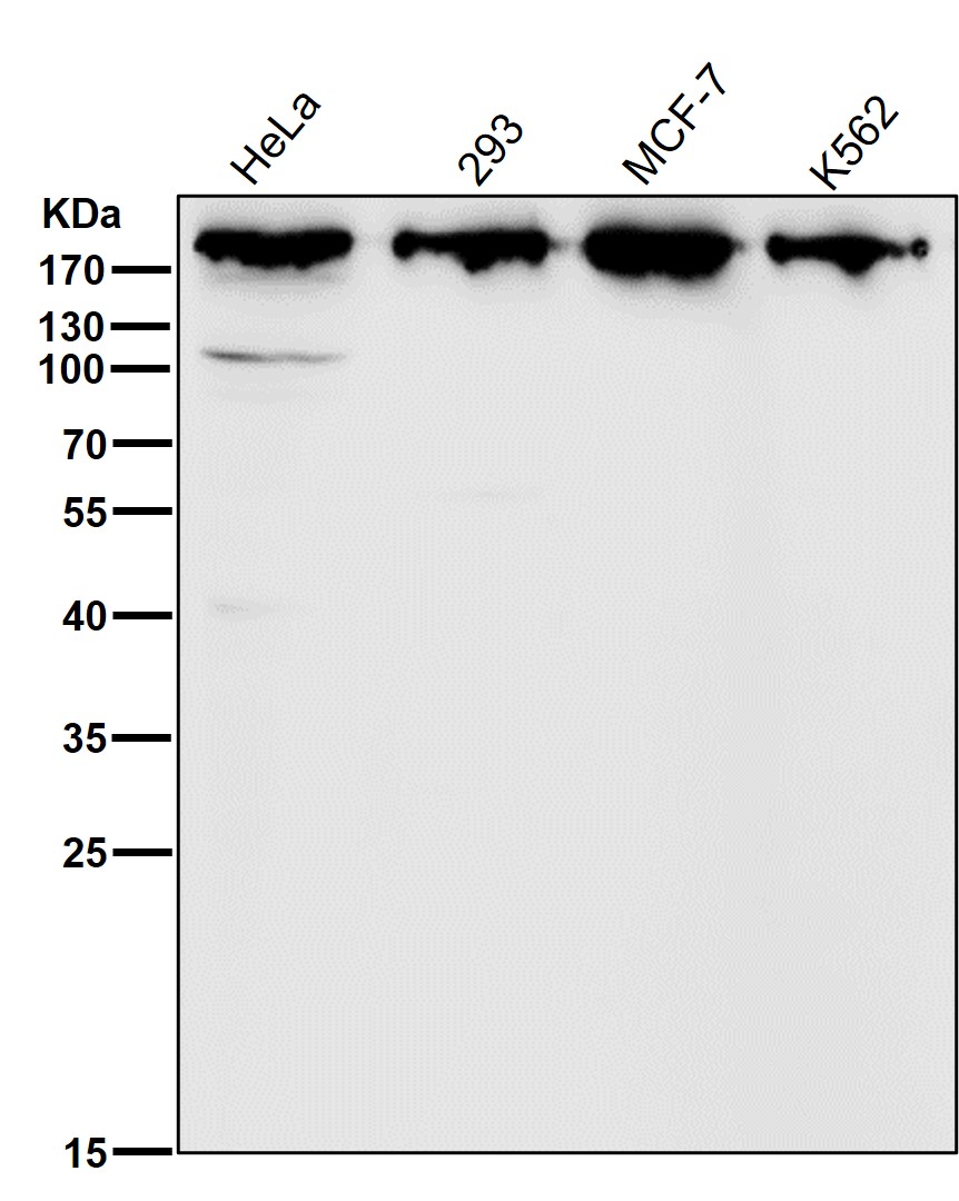 Clathrin heavy chain 1 Ab