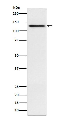 Involucrin Ab