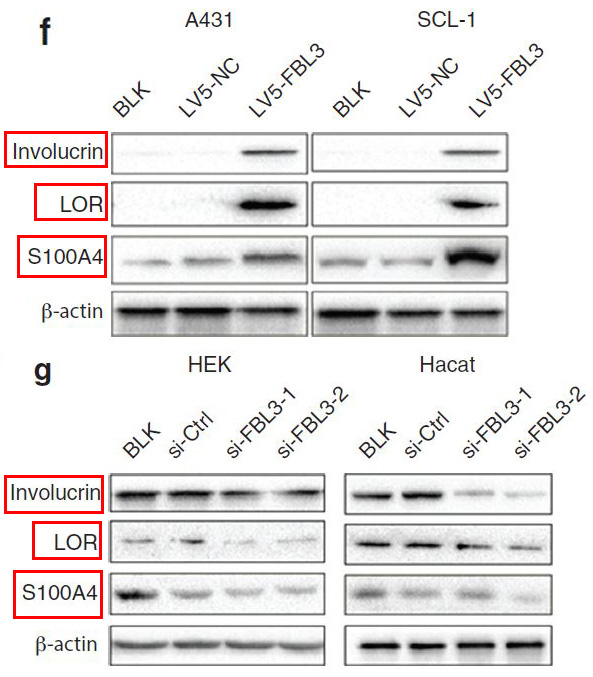 Involucrin Ab