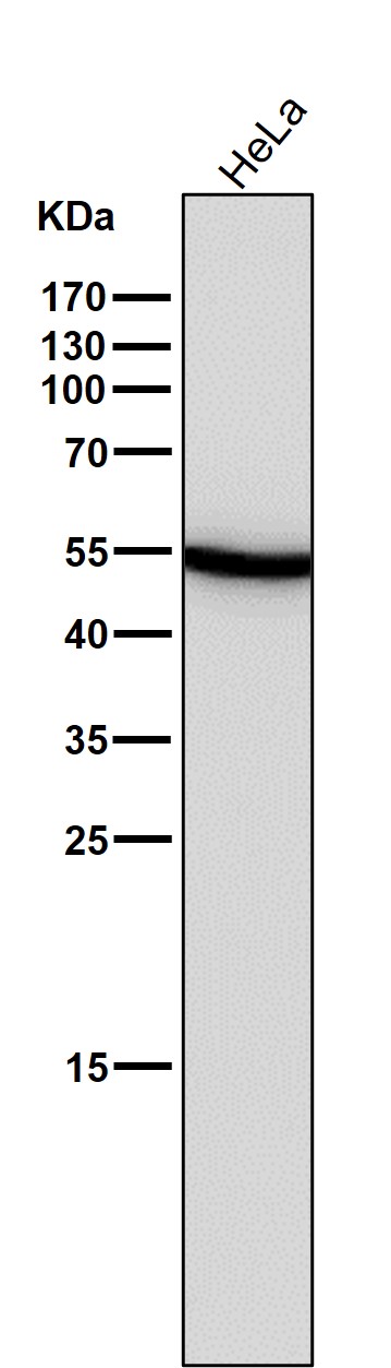 Wnt5a Ab