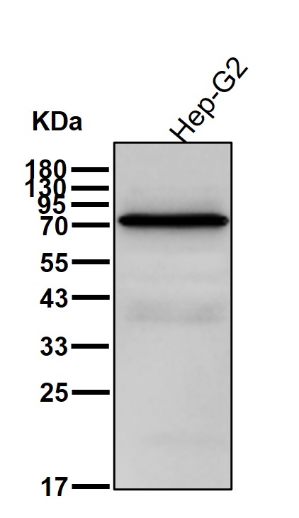 TGM2 Ab