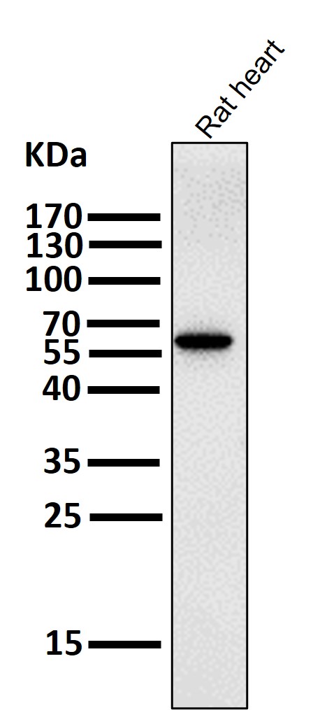 PCSK9 Ab