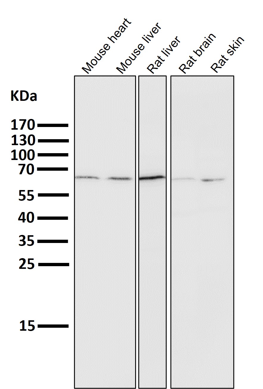 PCSK9 Ab