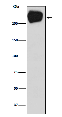 ABCC1 Ab