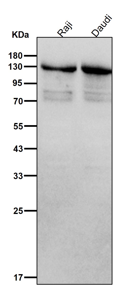 TLR9 Ab