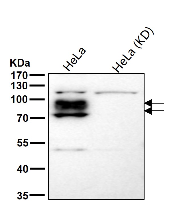 Calpain 1 catalytic subunit Ab