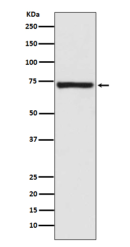 Calpain 1 catalytic subunit Ab