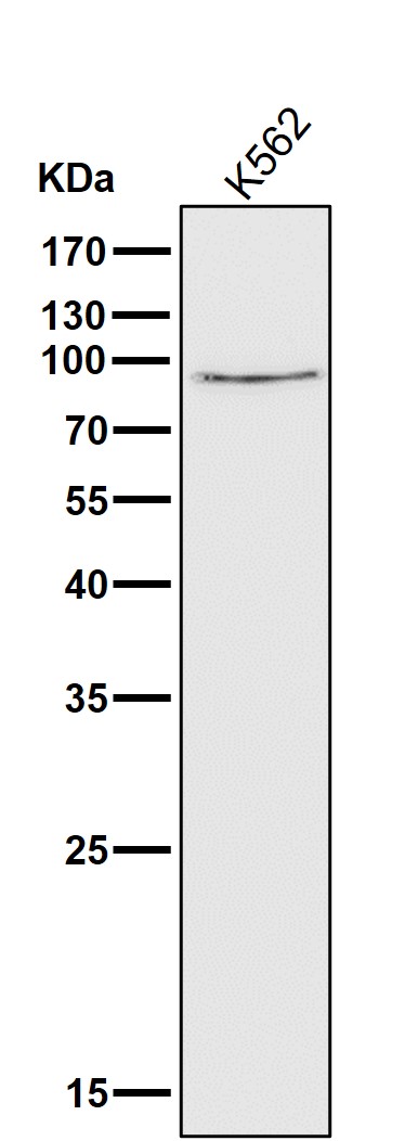 Calpain 1 catalytic subunit Ab