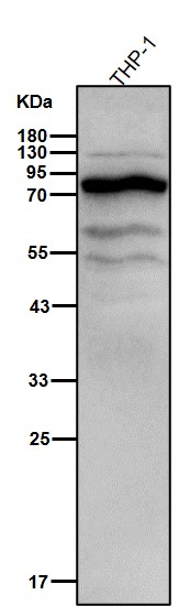 Calpain 1 catalytic subunit Ab