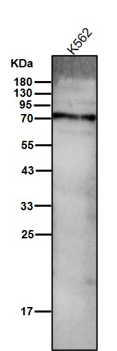 Calpain 1 catalytic subunit Ab