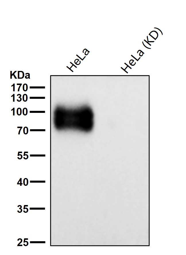 CD276 Ab