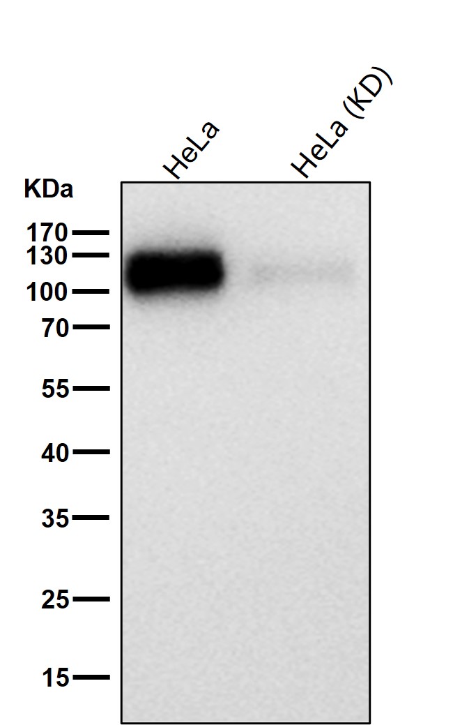 Integrin alpha V Ab