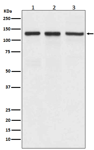 Integrin alpha V Ab