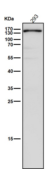 Integrin alpha V Ab