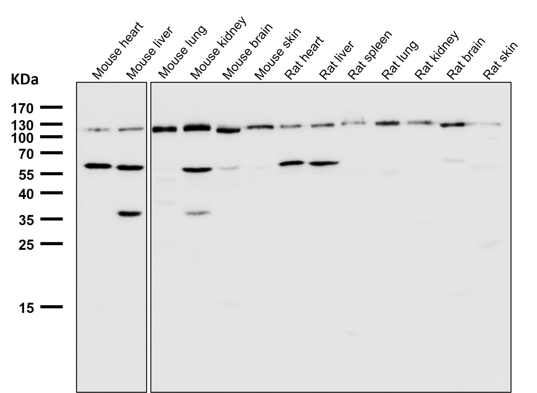 Integrin alpha V Ab