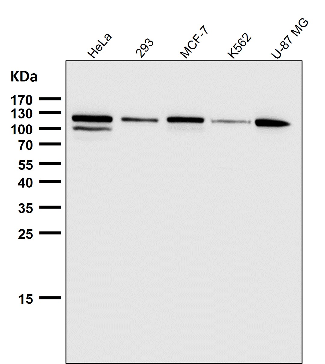 Integrin alpha V Ab