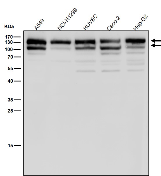 Integrin alpha V Ab